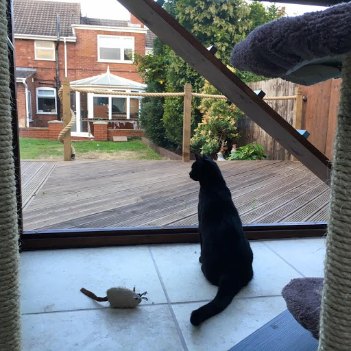 Lime Grove Cattery - Thumbnail