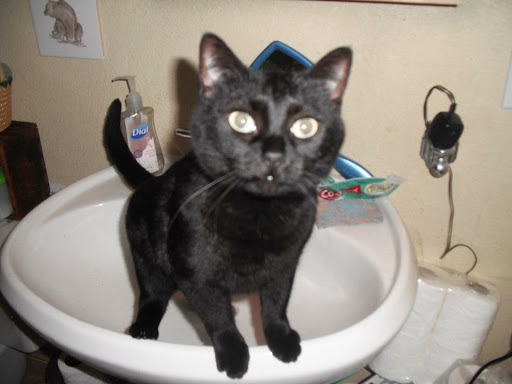 Mancos Valley Veterinary Hospital - Thumbnail