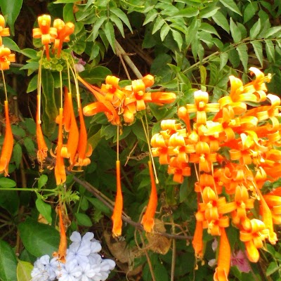 Photos of Vivero Tropical