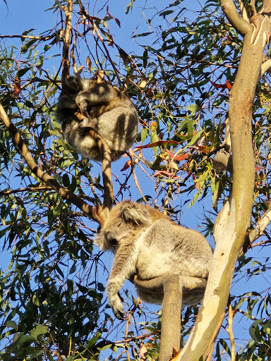 Fauna Park Playground - Thumbnail
