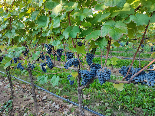 Cantina Martignago - Vignaioli: vendita diretta, visite e degustazioni Asolo Prosecco Superiore DOCG. Gallery - Italy
