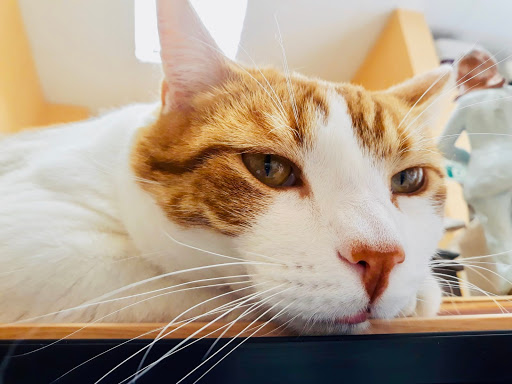 Centro Veterinario Los Villares De Arganda S.L.L.