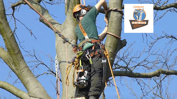 Genesis Tree Service Leesburg Reviews