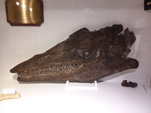 Fick Fossil & History Museum