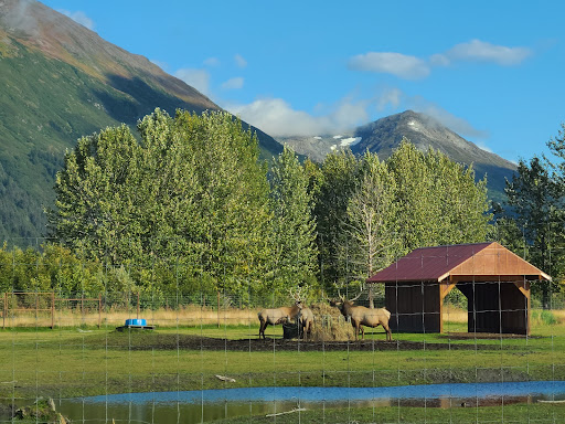 Moose Exhibit - Visual