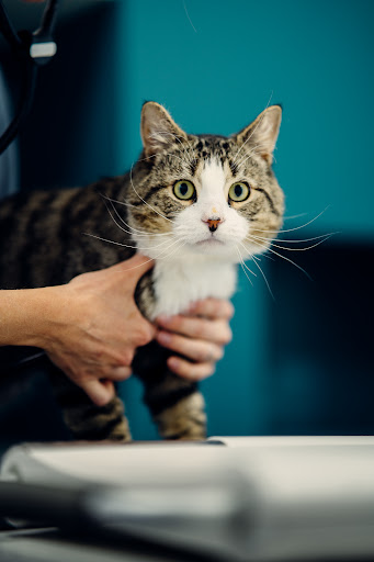 The London Cat Clinic