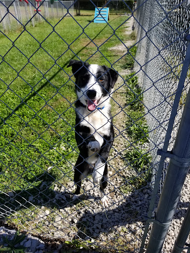 Butler County Animal Shelter