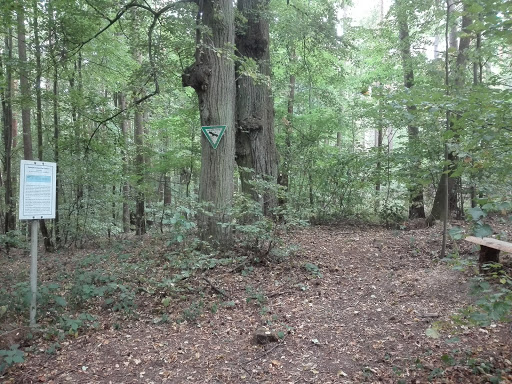 Naturdenkmal Vier Linden - Thumbnail