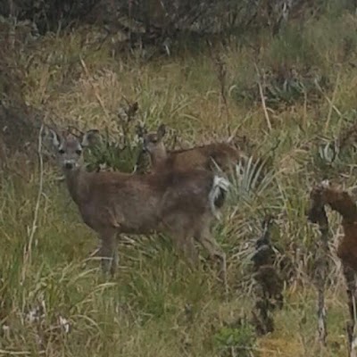 Photos of Chingaza National Park