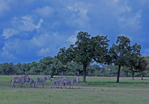 Frebo Ranches - Visual