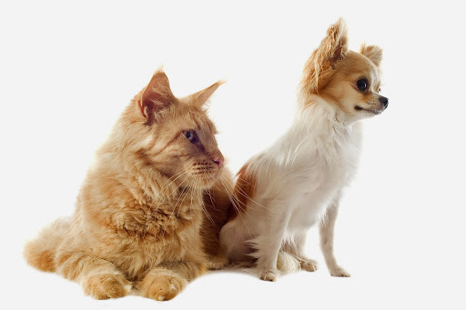 Animates Vetcare Clinic Glenfield - Thumbnail