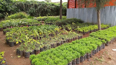 Photos of Mumias Road Flower Nursery