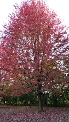 Beecroft Park - Visual
