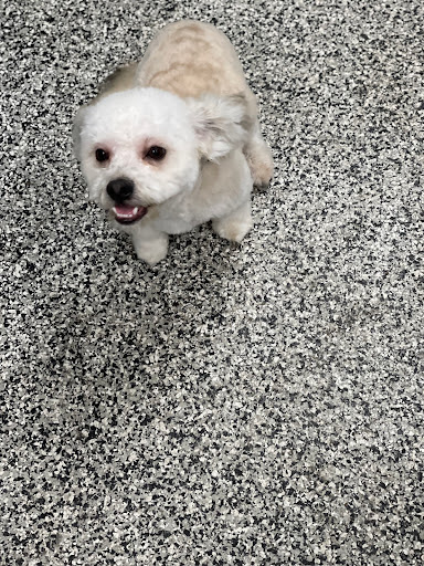 Pet Palace Grooming Salon - Thumbnail
