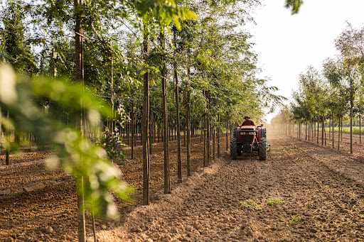 Cultius Mas Cuní - Foto 1