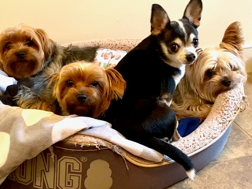 Dr Kathys Mobile Pet Care - Thumbnail