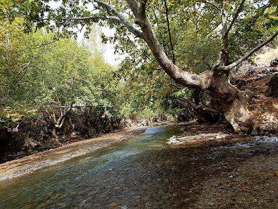 Çınaraltı Piknik Alanı