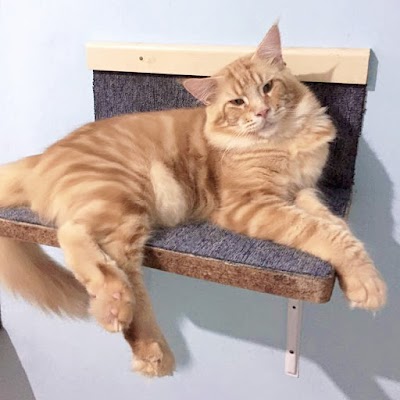 Photos of JCoon Cattery