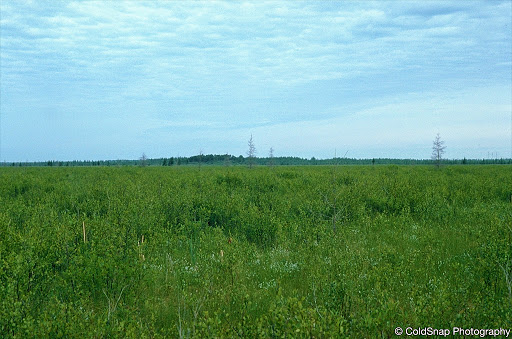 Pine Creek Peatland Scientific and Natural Area (SNA)