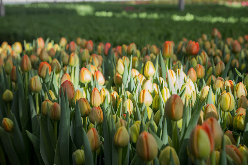 Poplar Farm Flowers Ltd - Thumbnail