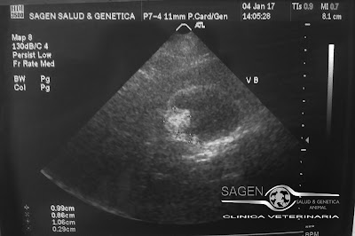 Photos of Veterinary Clinic SAGEN