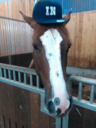 Photos of LQH Ludwig Quarter Horses