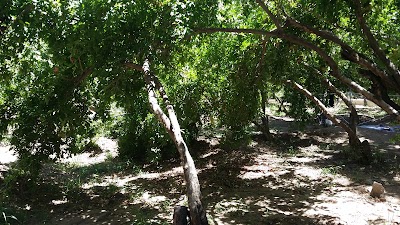 Photos of Qasr-e Dasht Gardens