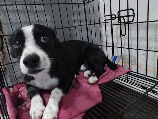 Veterinaria Centro de Cuidados para Mascotas sucursal Ayotlán Centro