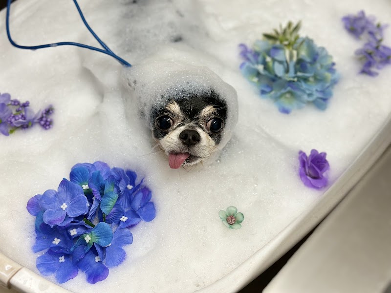トリミング 岐阜 Dogsalon Fuwalier （フワリエ）