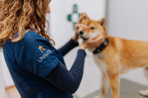 Clínica Veterinaria Valvet Actur