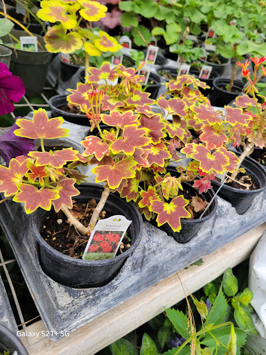 Hodges Greenhouse