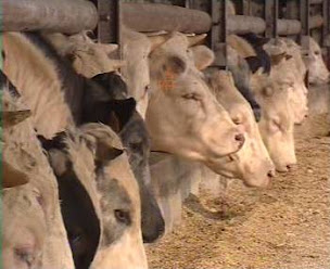 Photo n°7 de DURANEL à Gauchin-Légal (Service agricole)