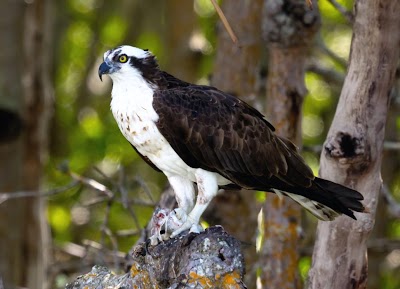 Photos of Everglades Area Tours