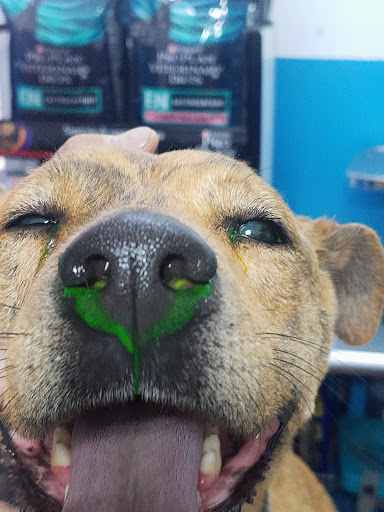 CentralBark Veterinaria y Estética Suc. Matriz Santa Cruz Nieto