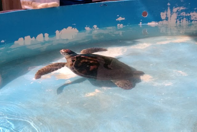 Cairns Turtle Rehabilitation