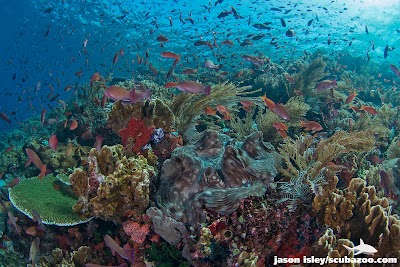 Photos of Scuba Junkie Komodo Beach Resort