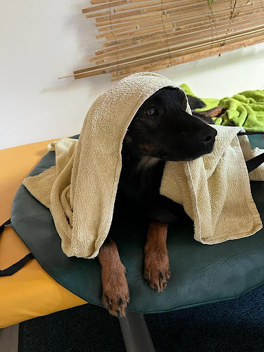 Tiertherapie Abel - Thumbnail