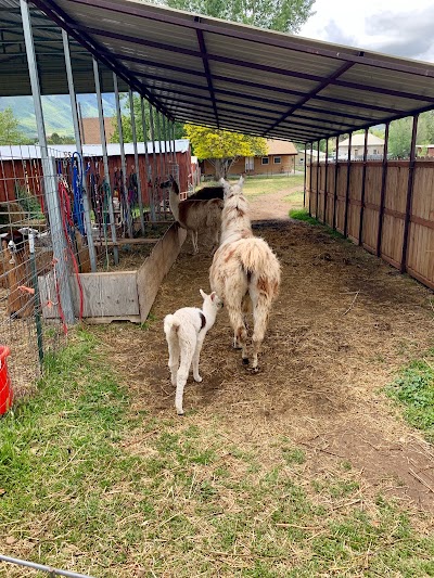 Utah Valley Llamas