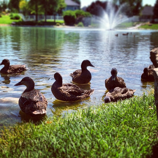 Pond Pro - Visual