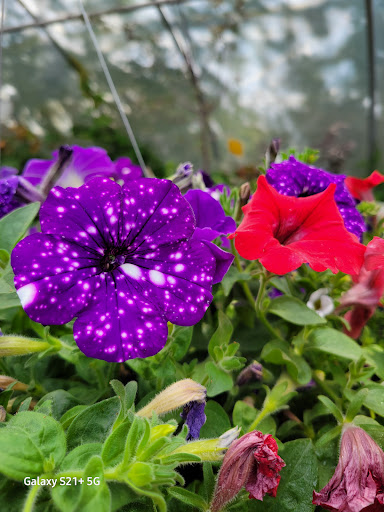 Hodges Greenhouse - Thumbnail
