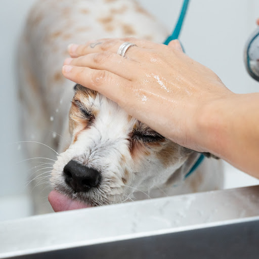 Clínica Veterinaria San Antón La Marina
