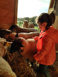 Photo n°3 de Des Moutons à l'Horizon - Eco Pâturage en Vendée à Bellevigny (Ferme pédagogique)