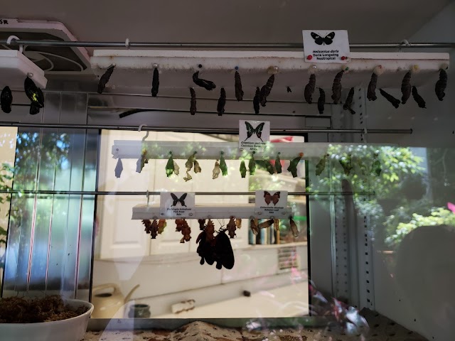 The Key West Butterfly and Nature Conservatory