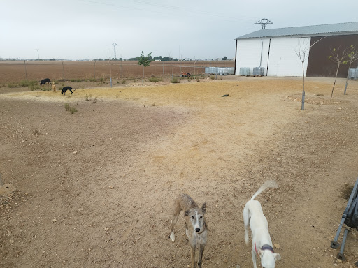 Hotel para perros RUBÉN MOYA - Educador. DOGGY CENTRO Y HOTEL CANINO. Adiestramiento Albacete