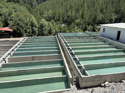 Muğla Alabalık ( Sönmezler Su ürünleri Üretim Pazarlama)