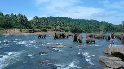 Photos of Pinnawala Elephant Orphanage Bus Stop