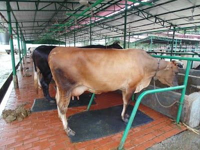 Photos of American Dairy Limited