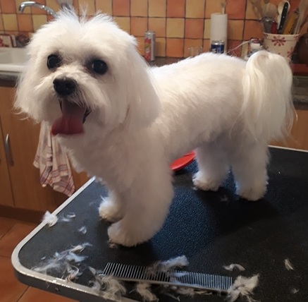 Esprit Canin - Toilettage et petsitting SOSPEL - Thumbnail
