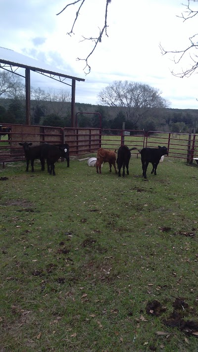 Photos of Shiloh Springs Plantation