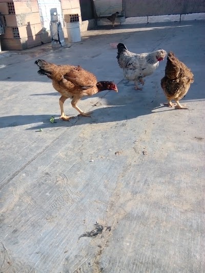 Photos of Khayyam Park